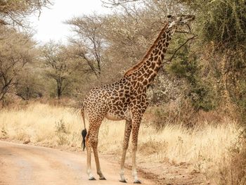 Full length of a giraffe 
