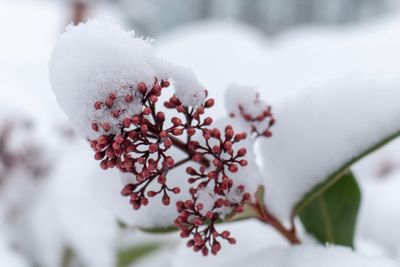 Close-up of frozen plant