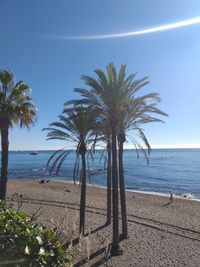 Palm trees on beach against sky