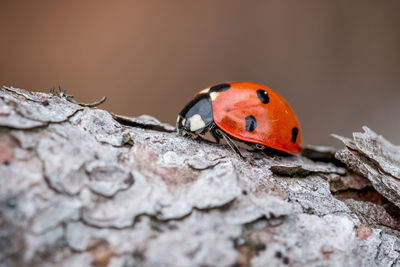 Close-up of ladybug on tree trunk