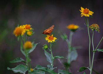 Close-up of yellow flowering plants