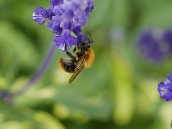 Close-up of bee on purple flower
