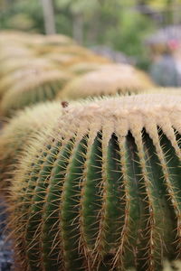 Close-up of cactus growing on field