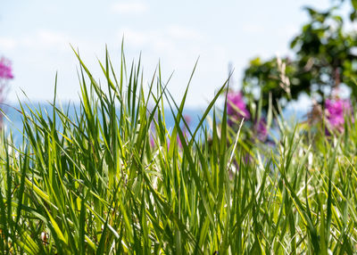 Close-up of flowering plants on field against sky