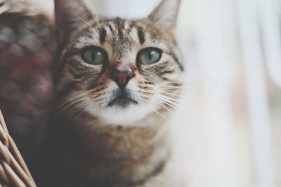 Close-up portrait of kitten