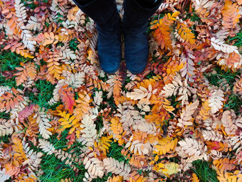 Low section of person standing on autumn leaves