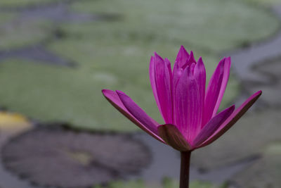 Close-up of lotus water lily in lake