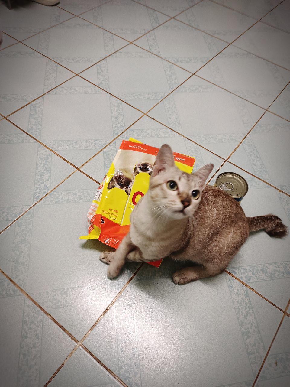 flooring, pet, tile, toy, tiled floor, yellow, animal, mammal, animal themes, high angle view, indoors, domestic animals, cat, no people, one animal, full length, representation, animal representation, cute