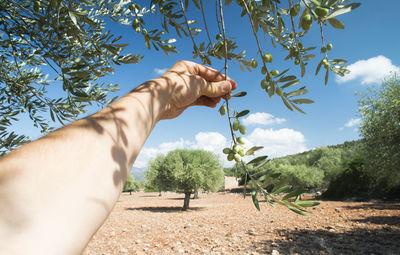 Cropped hand of person holding branch at farm