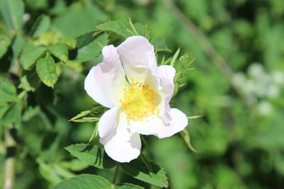 Close-up of flower blooming outdoors