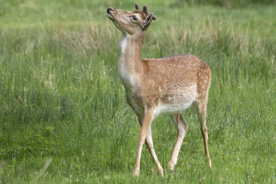 Portrait of lion standing on field