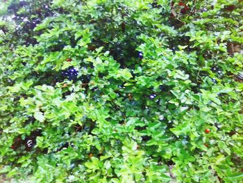 High angle view of plants growing on plant