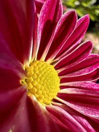 Close-up of red flower
