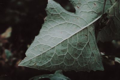 Close-up of wet leaves