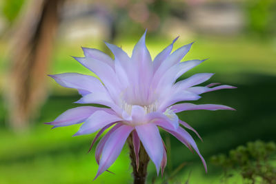 Close-up of flower blooming outdoors