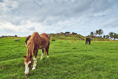 Horses grazing in a field