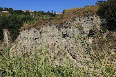 Plants growing on land