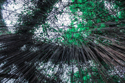 Low angle view of bamboo trees in forest