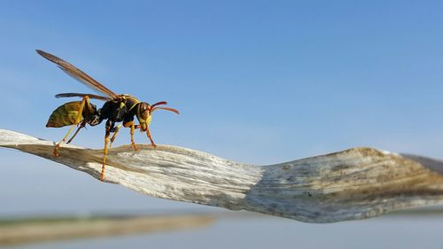 Side view of hornet on dry leaf against sky