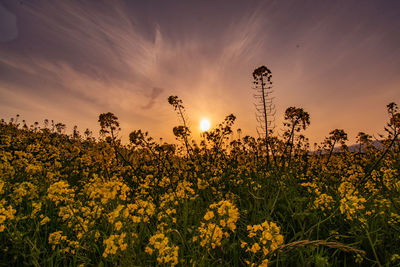 Yellow flowering plants on field against sky during sunset