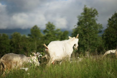 Sheep in a field