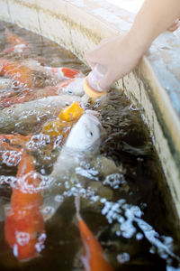 Close-up of hand with fish in water