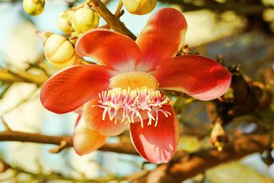 Close-up of flowers blooming on tree