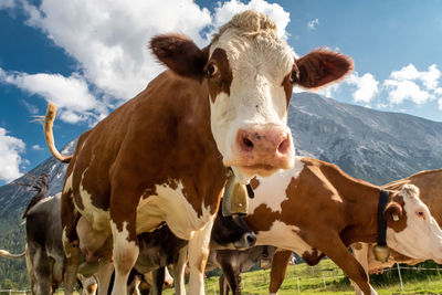 Portrait of cow on landscape against sky