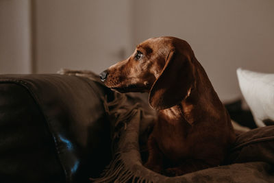 Dog resting on sofa at home