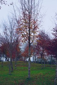 Trees on field during autumn