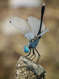 Close-up of moth perching outdoors