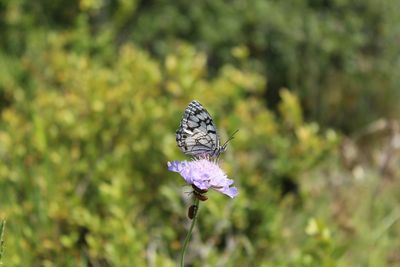 Close-up of butterfly on purple flower