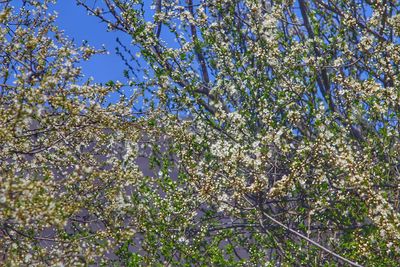 Low angle view of tree against blue sky