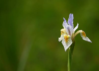 Close-up of white flowering plant