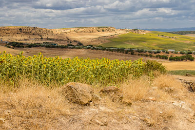 Scenic view of field against sky