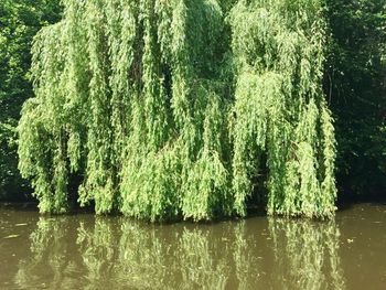 Scenic view of lake by trees