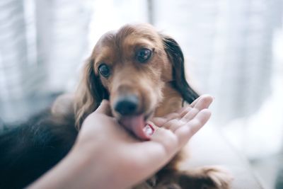 Cropped hand pampering dog at home