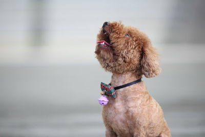 Close-up of dog