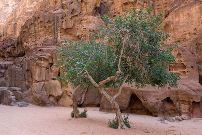 Tree in oasis in wadi rum desert, jordan