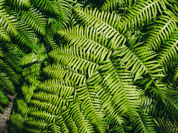 Full frame shot of fern leaves