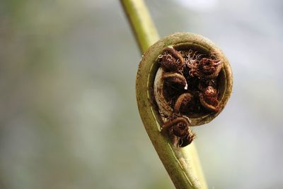 Close-up of plant