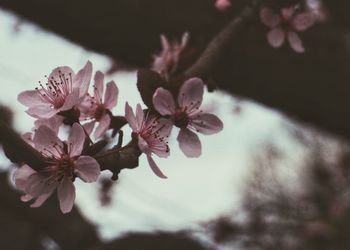 Close-up of cherry blossom