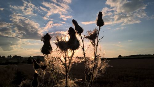 Plants on field against sky at sunset