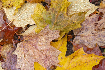 High angle view of maple leaves