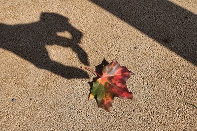 High angle view of autumn leaves on road