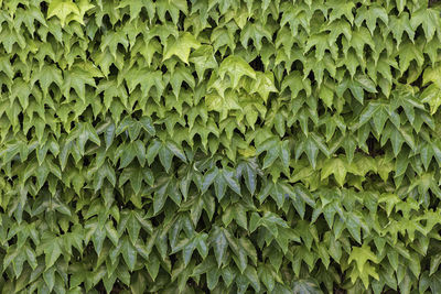 Background texture of green ivy leaves climbing vine as desktop background