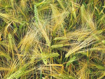 Full frame shot of wheat field