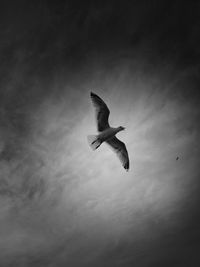 Low angle view of birds flying in sky