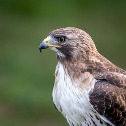 Close-up of eagle against blurred background