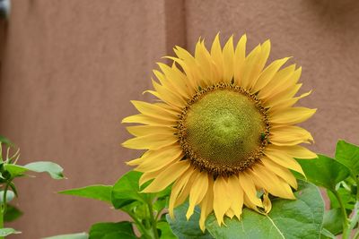 Close-up of sunflower